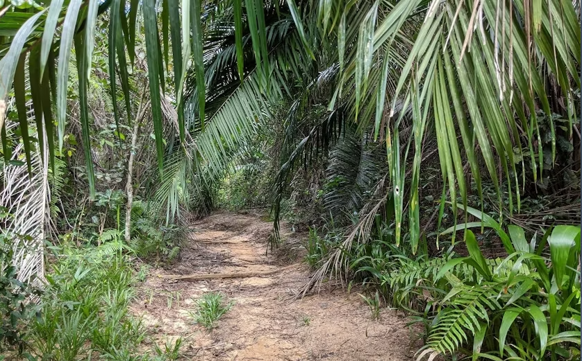 Private Tour to Hike in the Masingini Forest from The Mora Zanzibar - Image 3